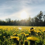 Attention all hay fever sufferers!